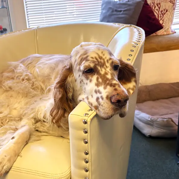 Dream the dog