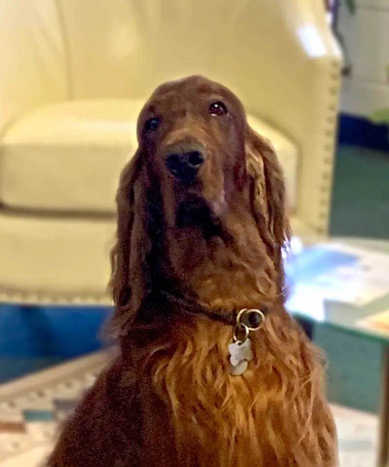 Prince the dog